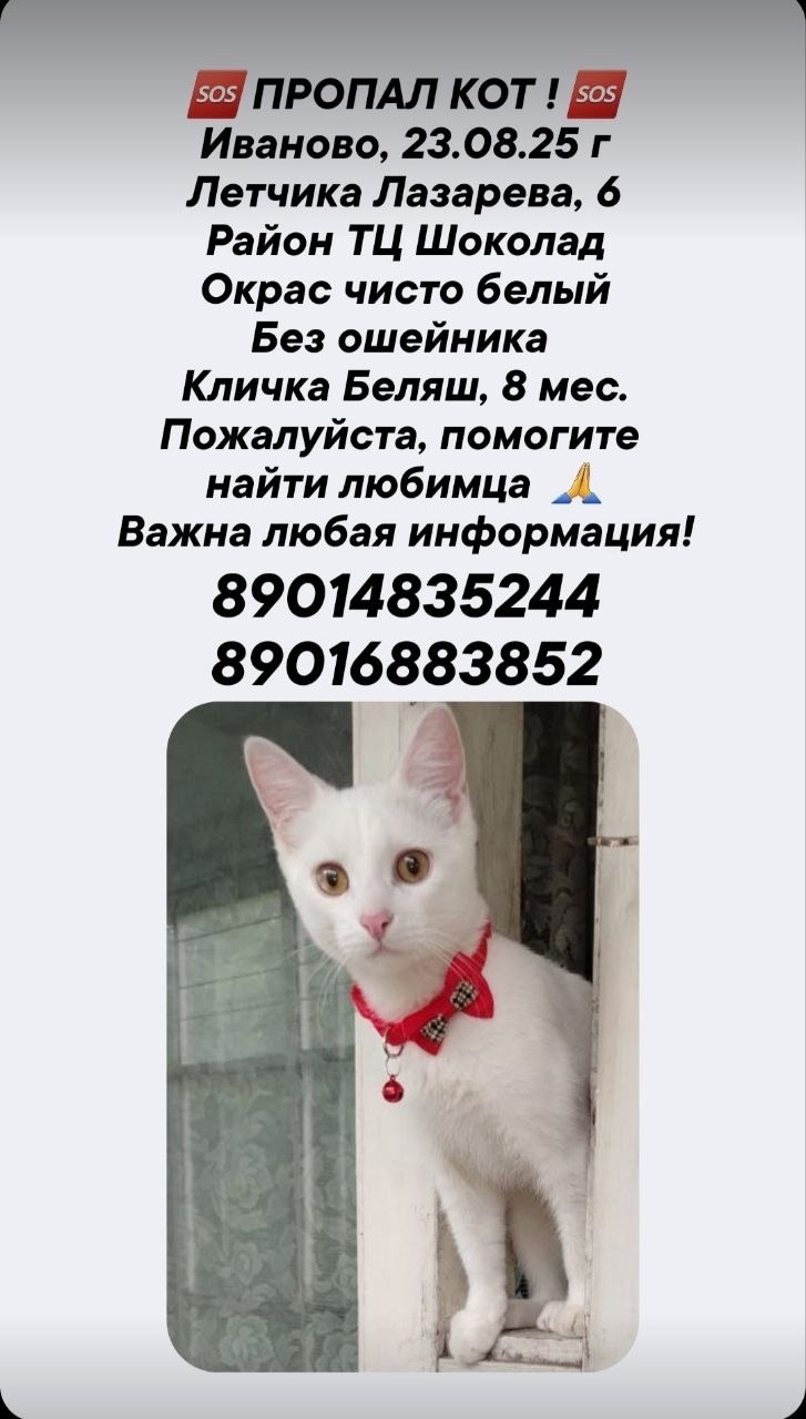 Найдена собака в Иванове — фото объявления