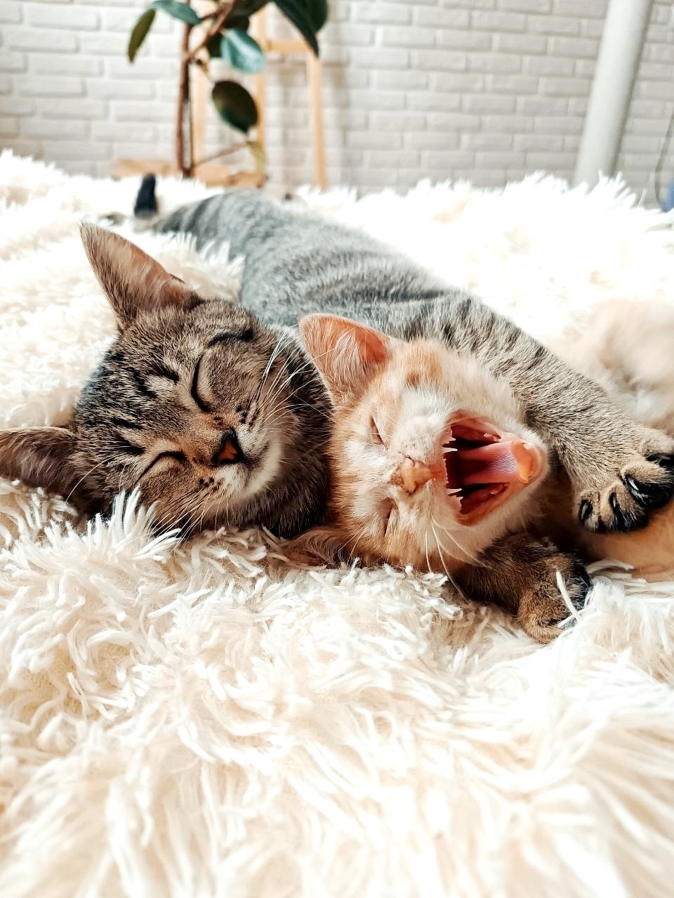 Найдена собака в Иванове — фото объявления