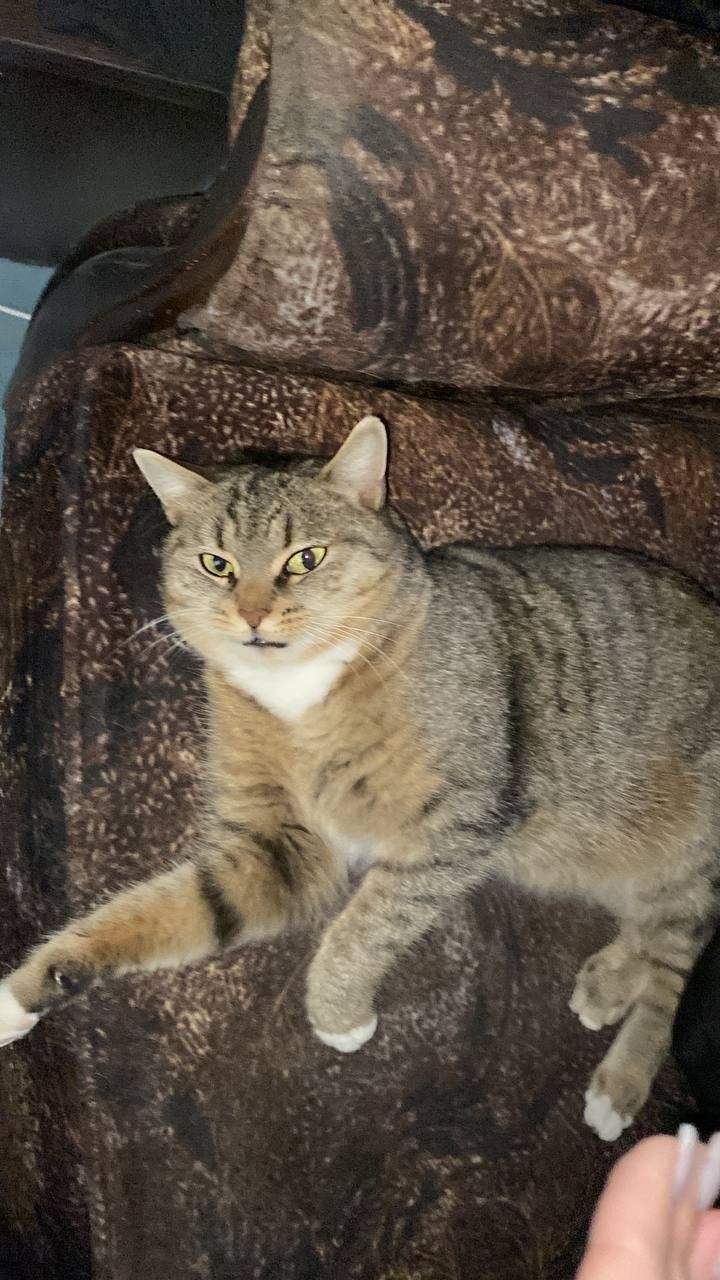 Найдена собака в Иванове — фото объявления