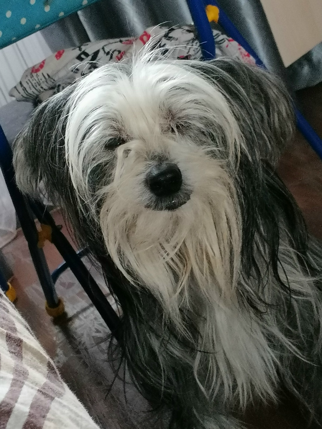 Найдена собака в Иванове — фото объявления