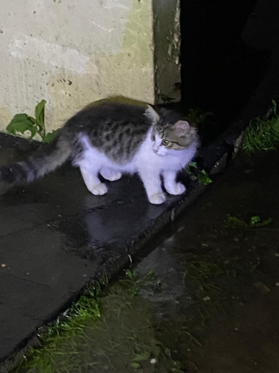 Найдена собака в Иванове — фото объявления