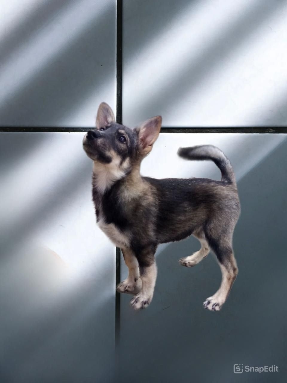 Найдена собака в Иванове — фото объявления