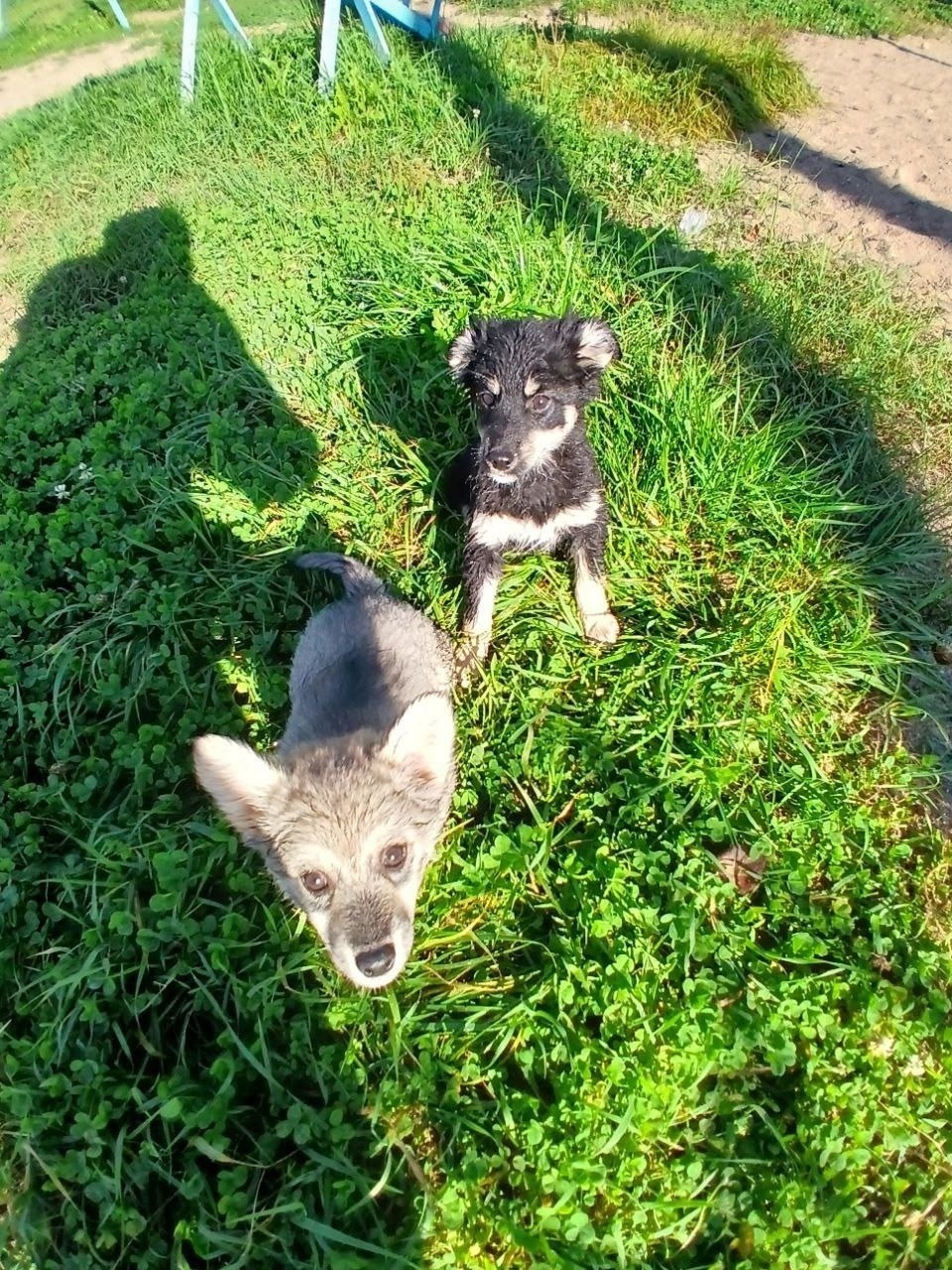 Найдена собака в Иванове — фото объявления