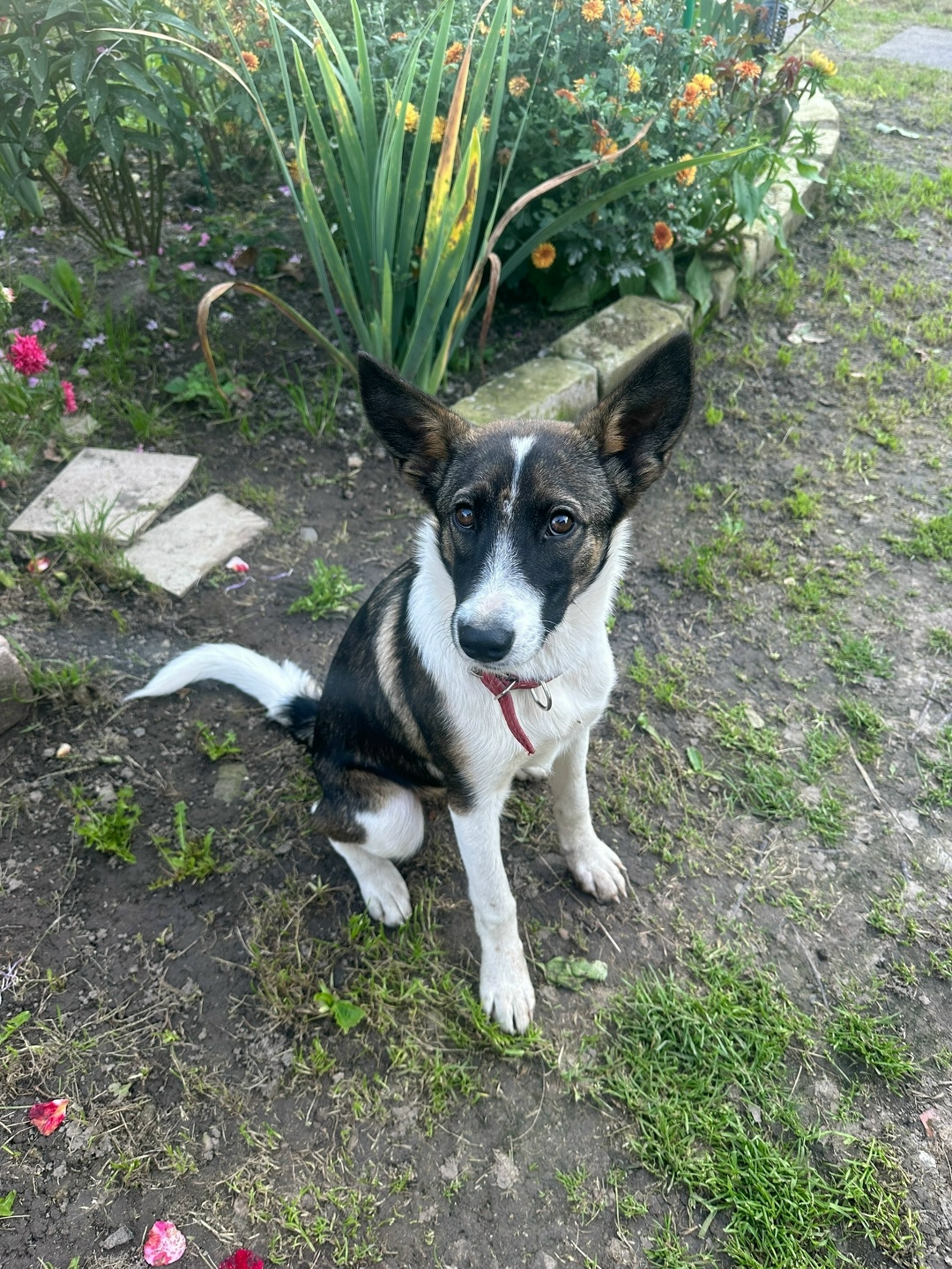 Найдена собака в Иванове — фото объявления