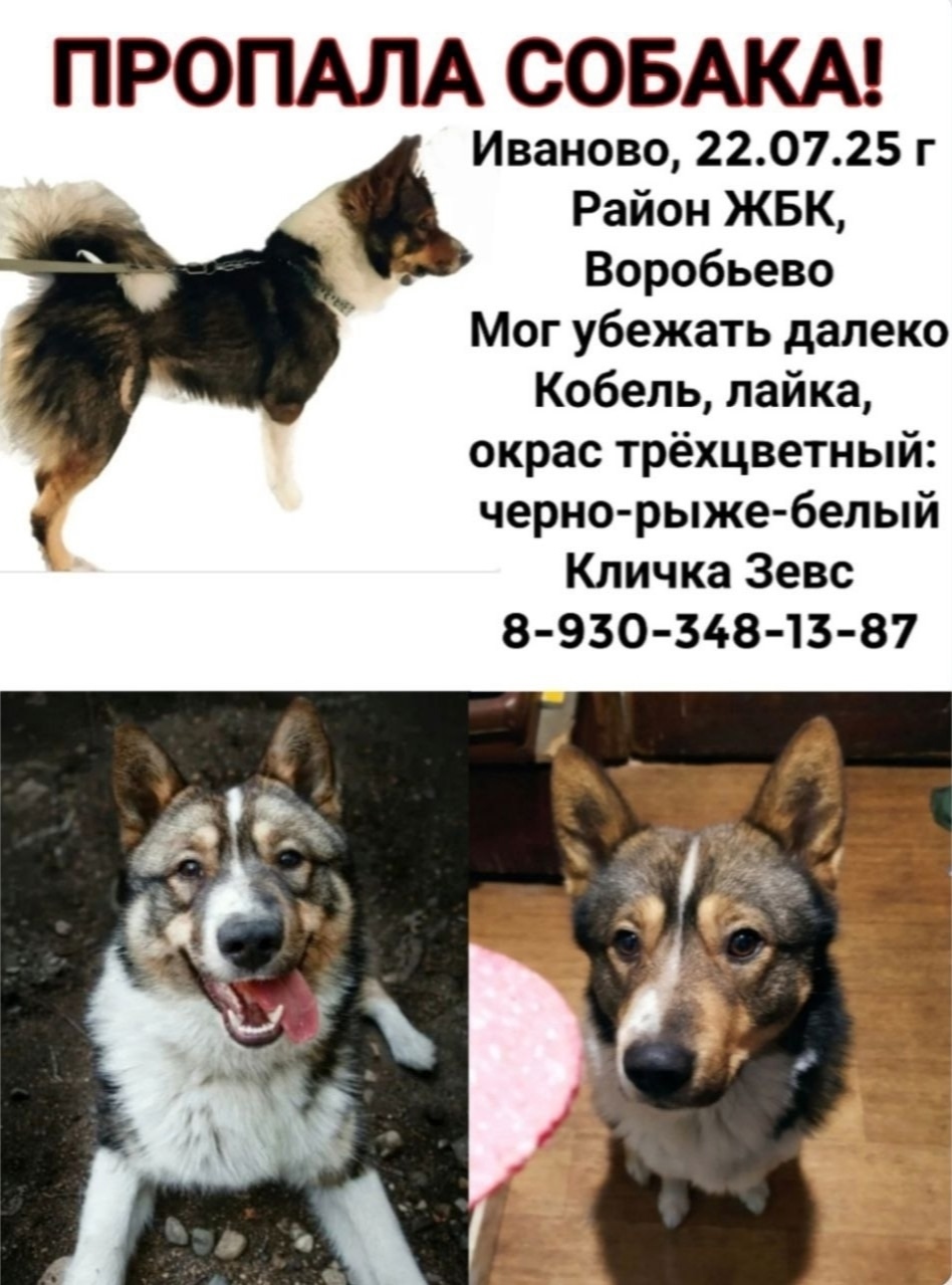 Найдена собака в Иванове — фото объявления