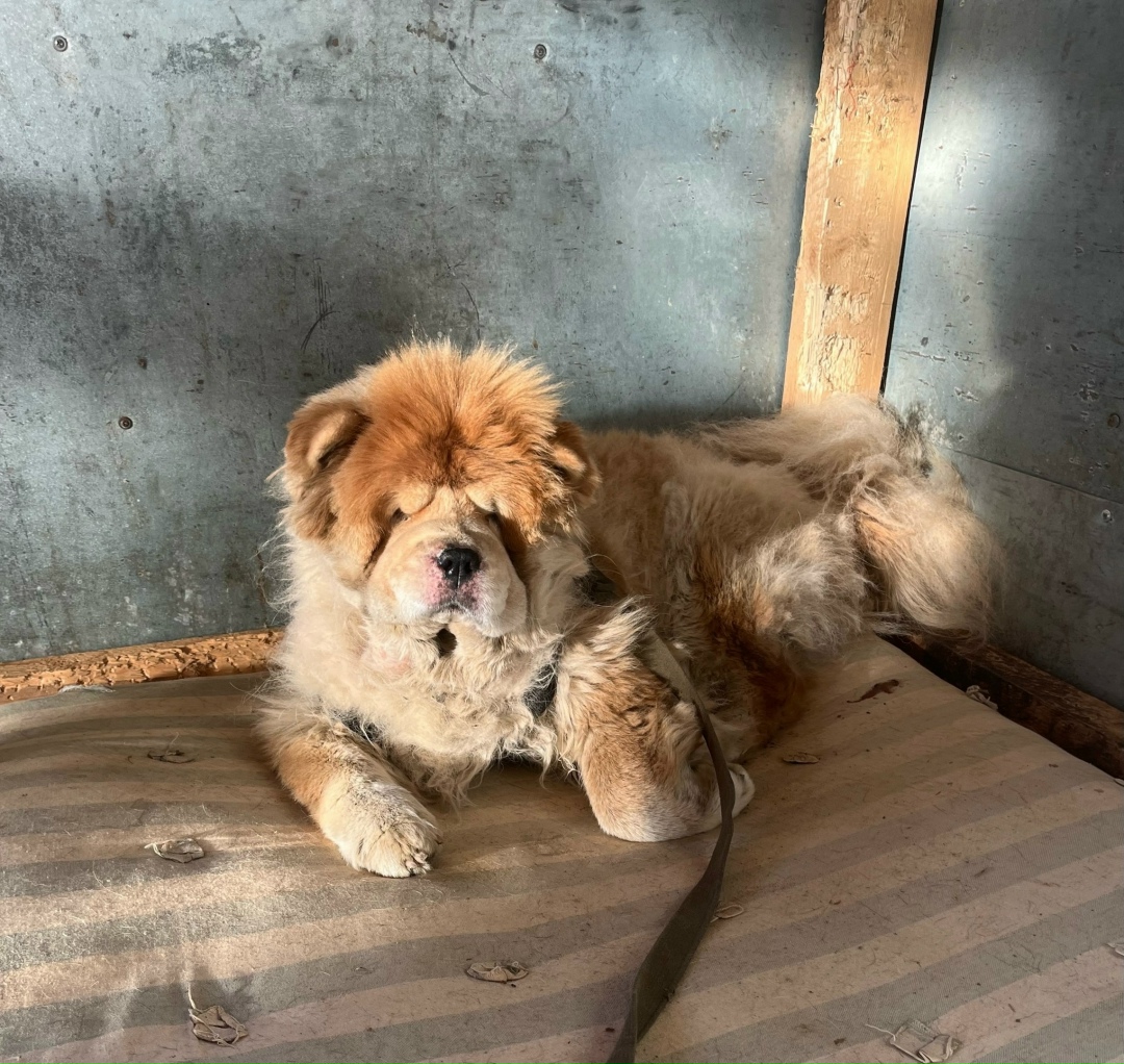 Найдена собака в Иванове — фото объявления