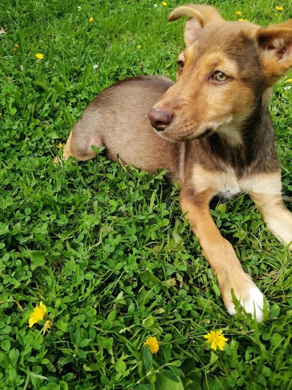 Найдена собака в Иванове — фото объявления