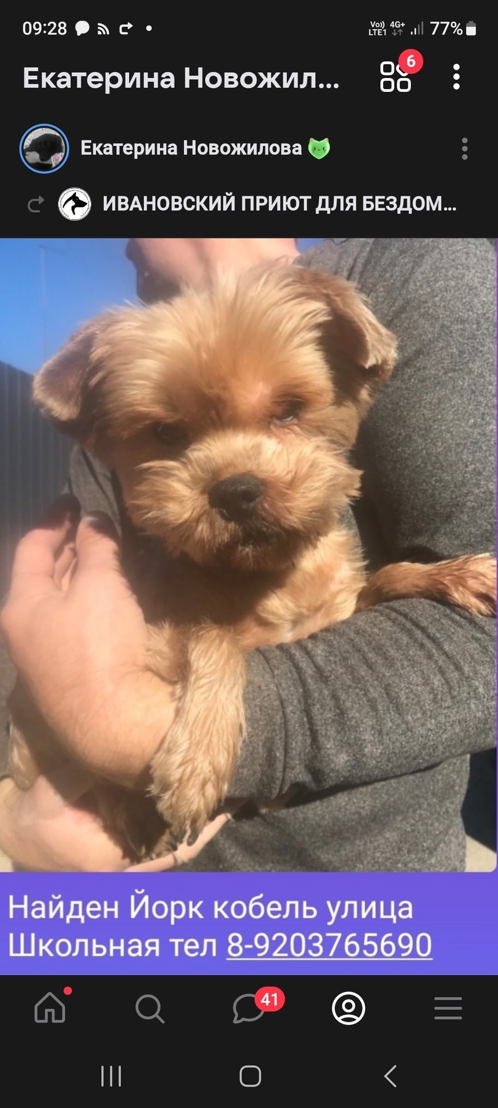 Найдена собака в Иванове — фото объявления