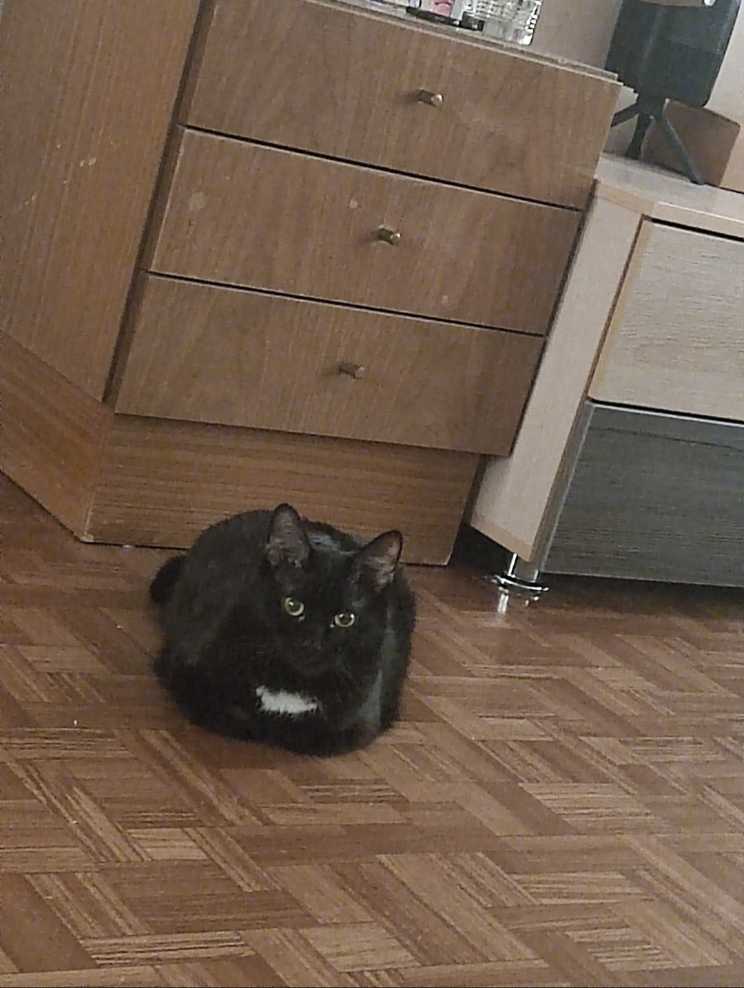 Найдена собака в Иванове — фото объявления