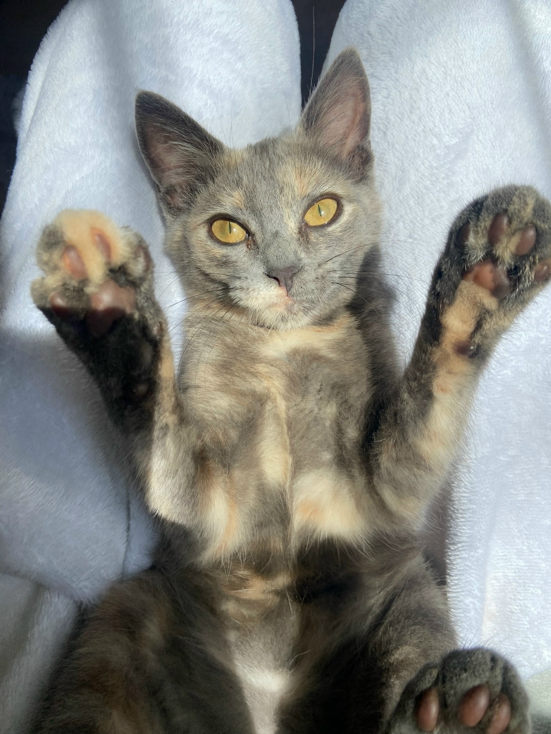 Найдена собака в Иванове — фото объявления