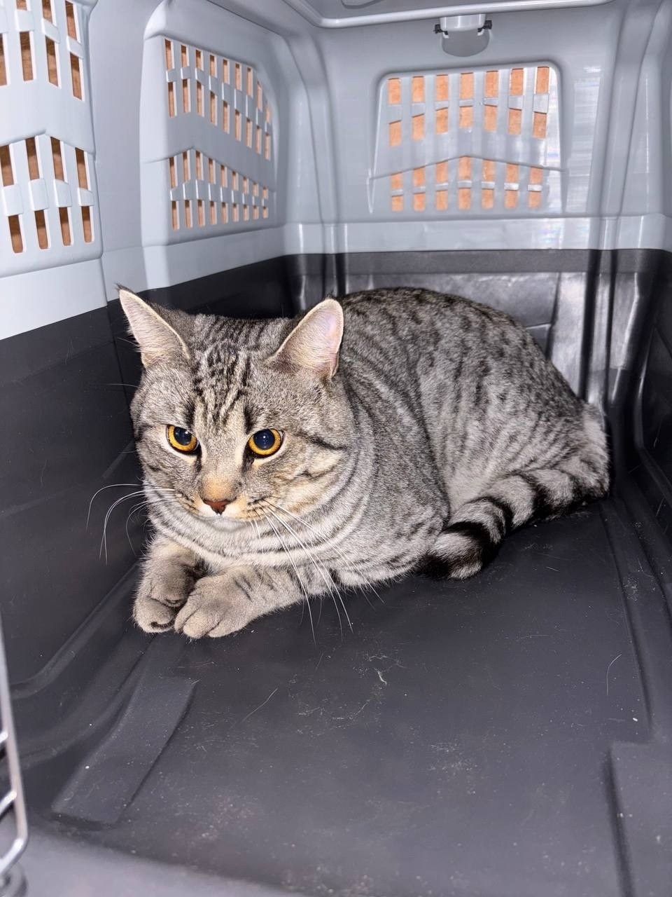 Найдена собака в Иванове — фото объявления