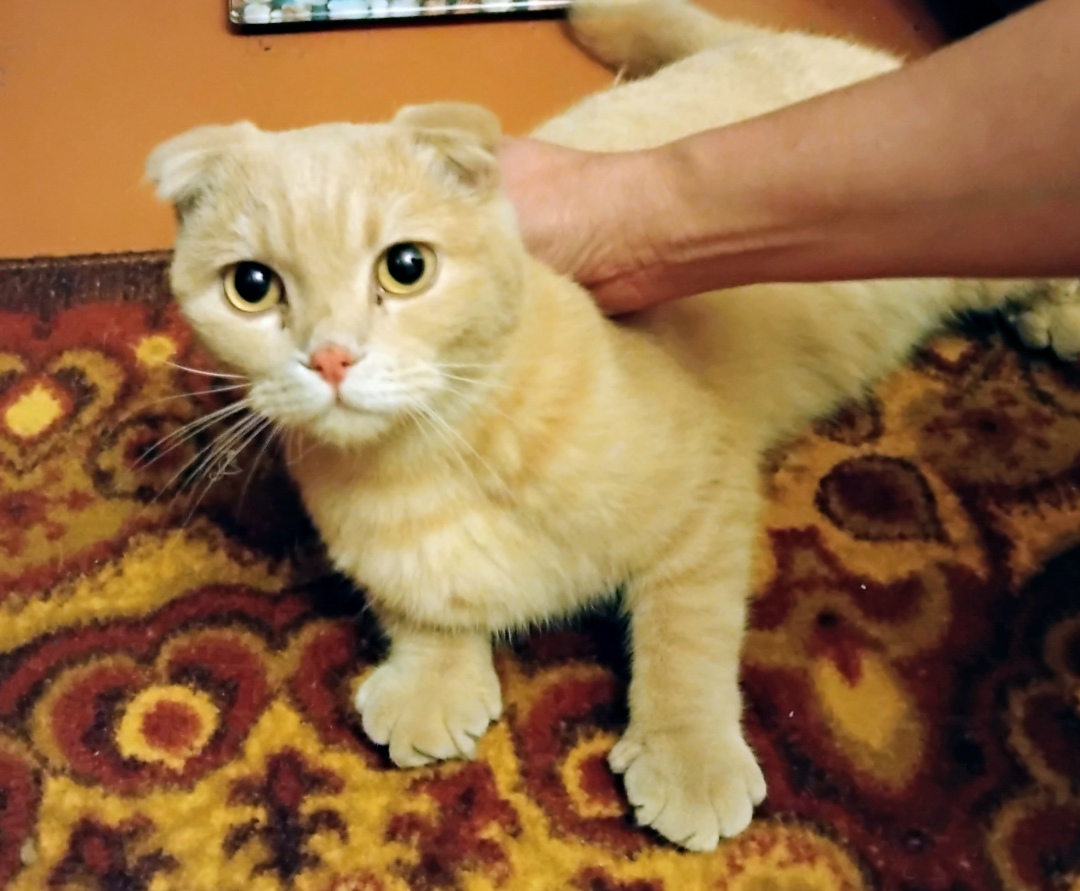 Найдена собака в Иванове — фото объявления