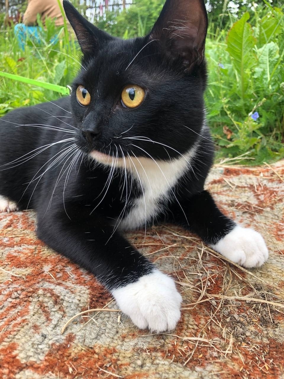 Найдена собака в Иванове — фото объявления