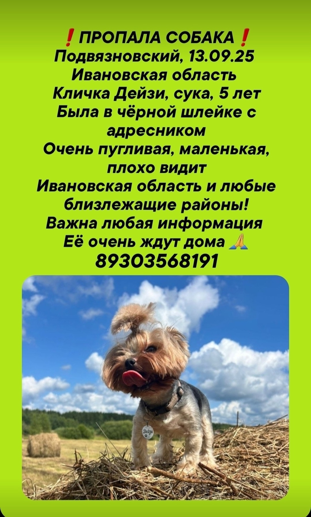 Найдена собака в Иванове — фото объявления