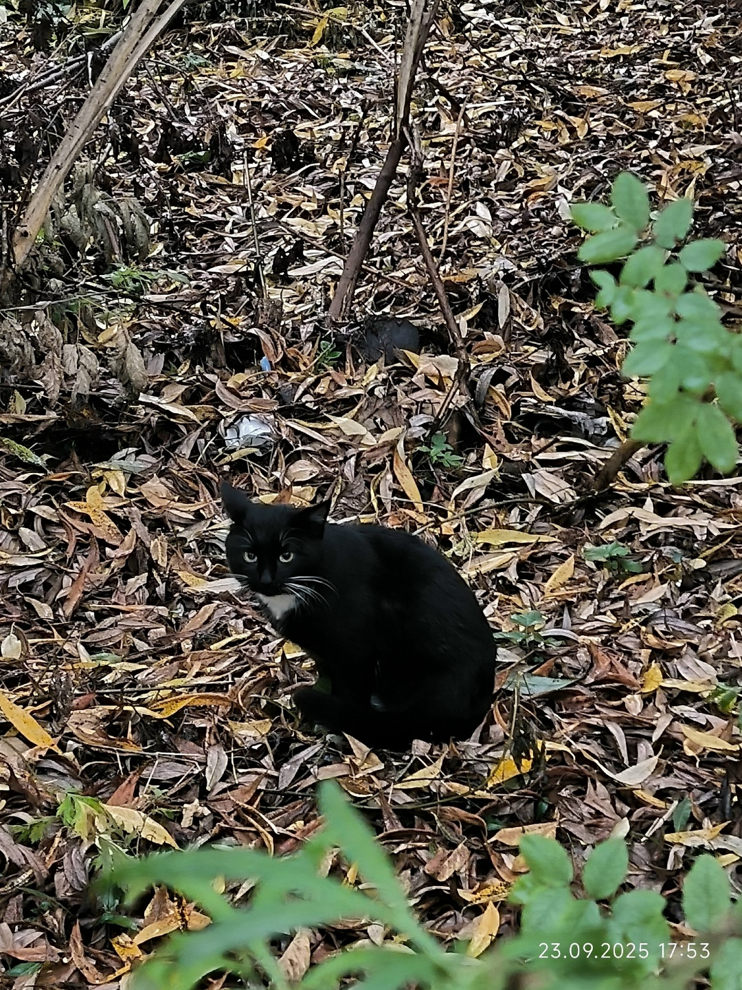 Найдена собака в Иванове — фото объявления