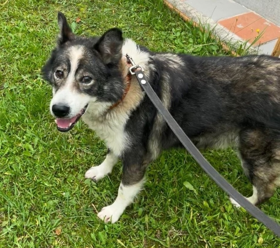 Найдена собака в Иванове — фото объявления