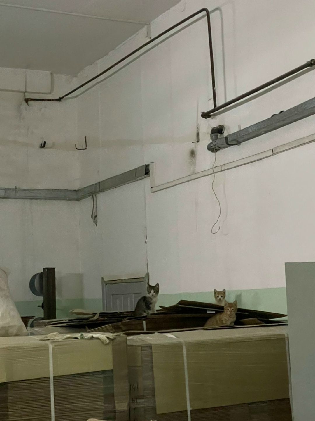 Найдена собака в Иванове — фото объявления