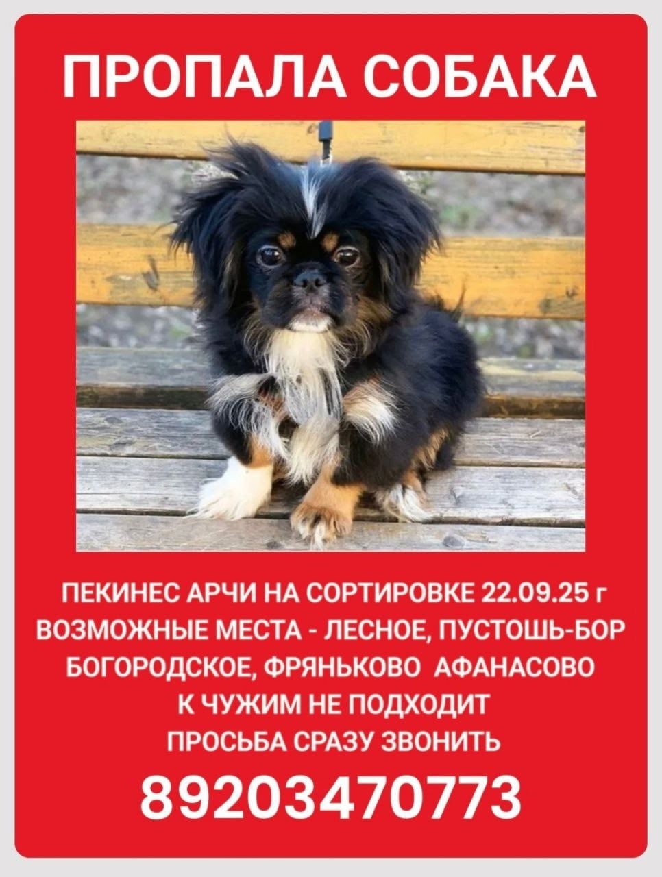 Найдена собака в Иванове — фото объявления