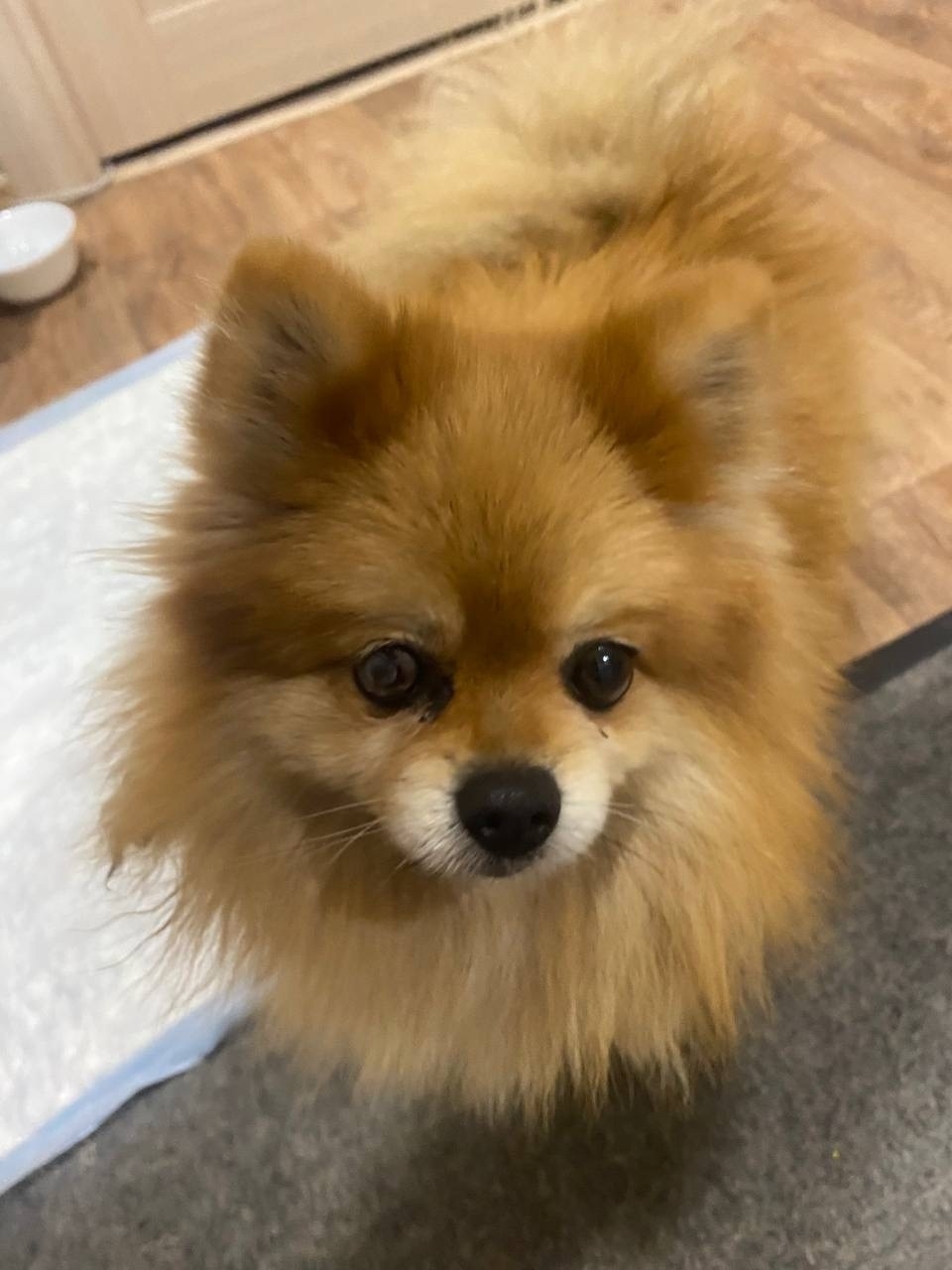 Найдена собака в Иванове — фото объявления