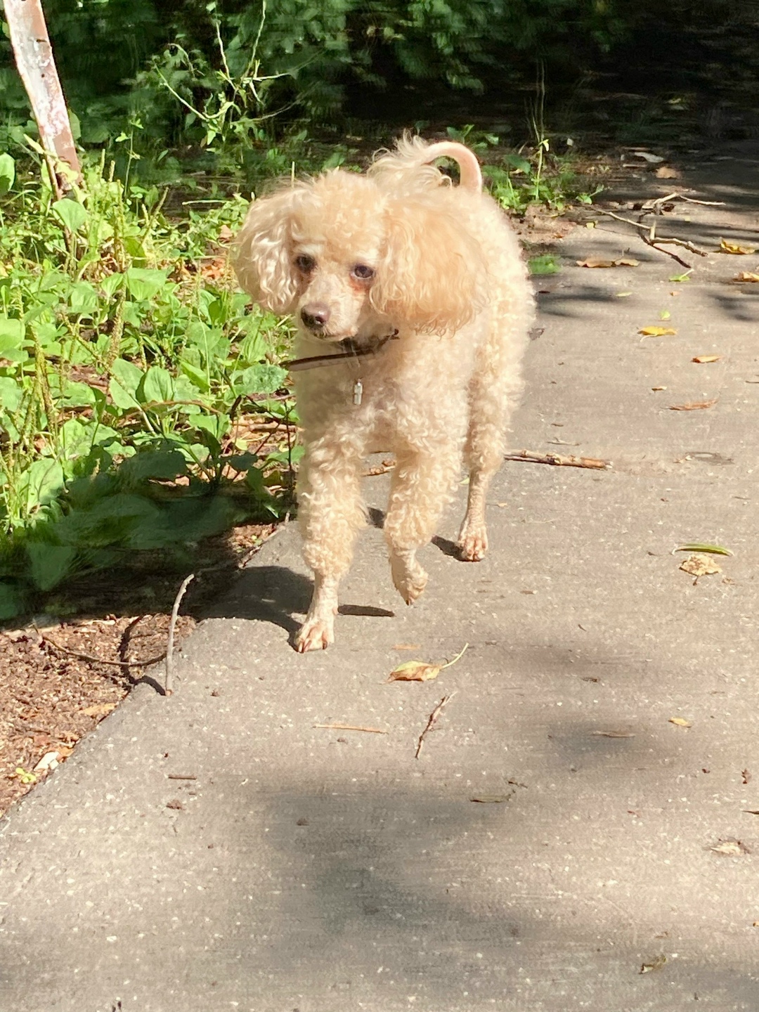 Найдена собака в Иванове — фото объявления
