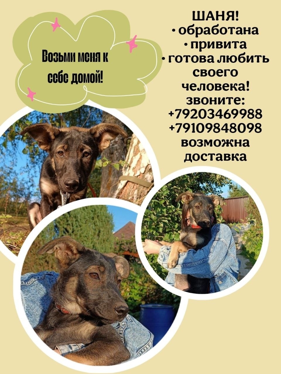 Найдена собака в Иванове — фото объявления