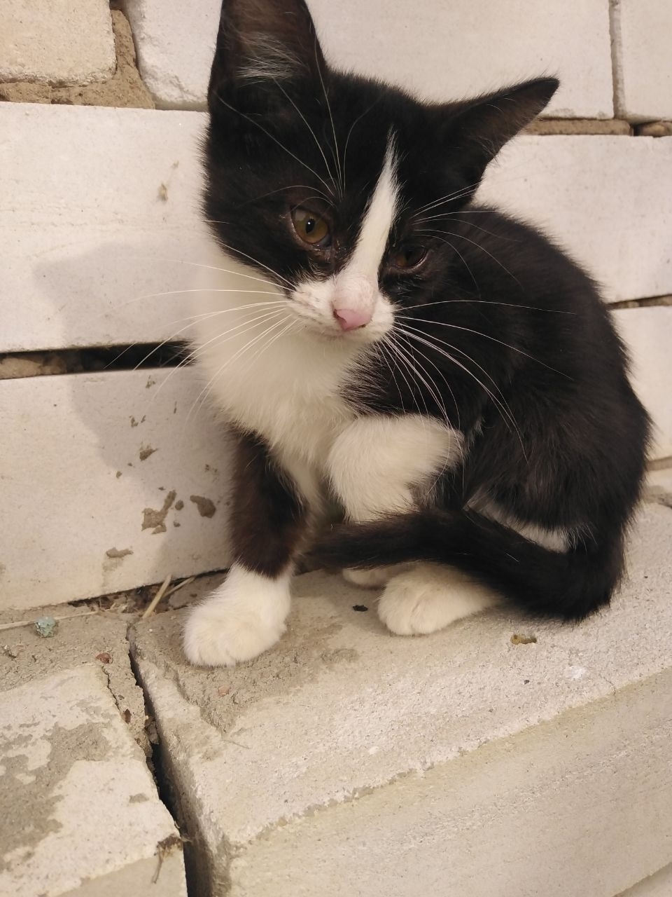 Найдена собака в Иванове — фото объявления