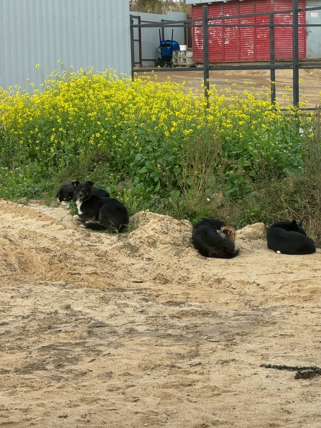 Найдена собака в Иванове — фото объявления