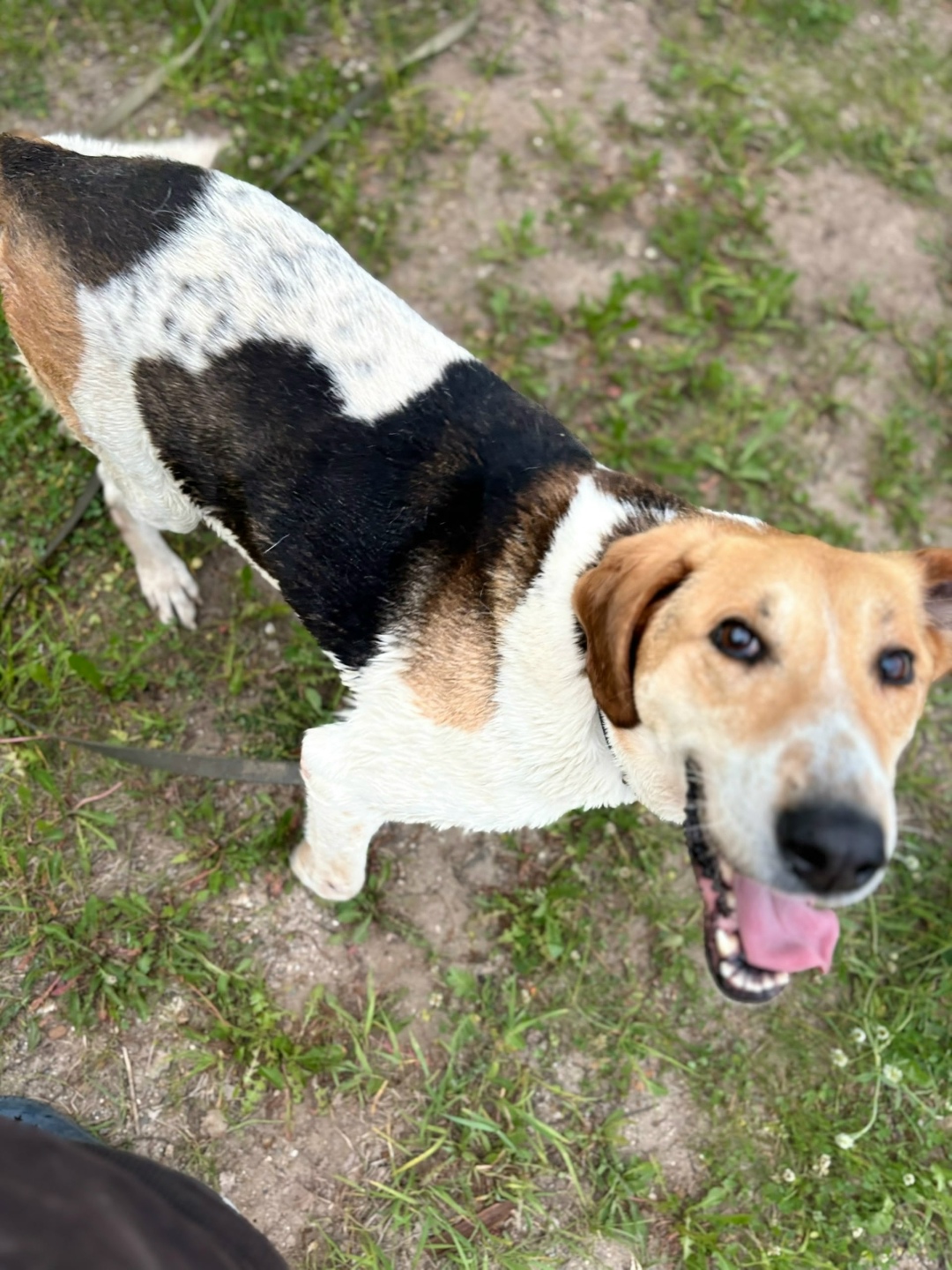 Найдена собака в Иванове — фото объявления