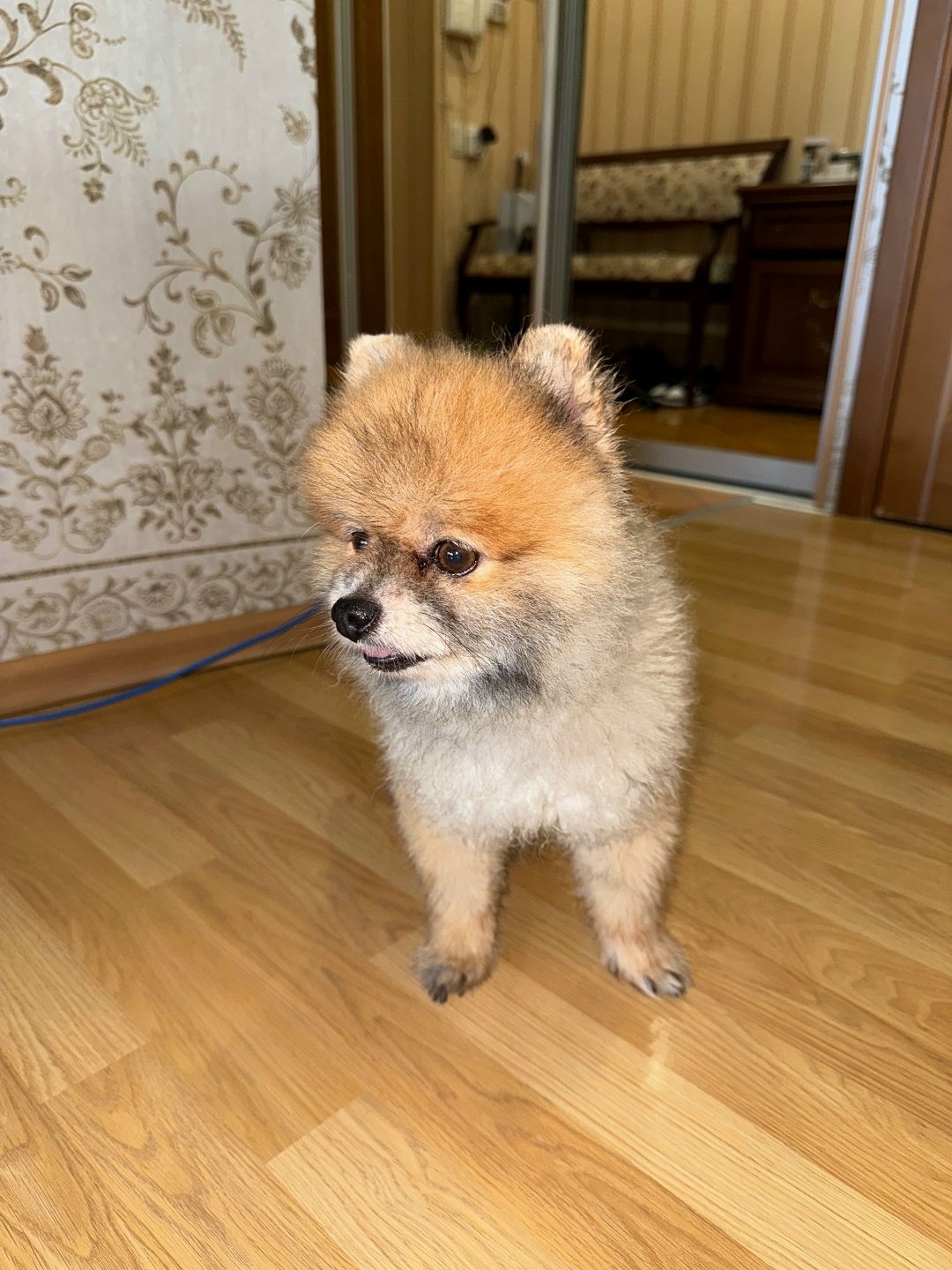 Найдена собака в Иванове — фото объявления