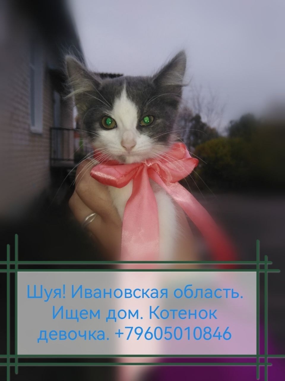 Найдена собака в Иванове — фото объявления