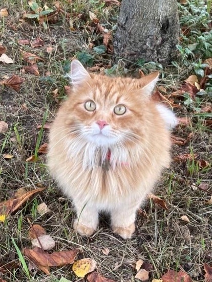 Найдена собака в Иванове — фото объявления