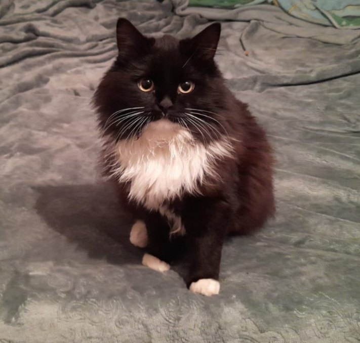 Найдена собака в Иванове — фото объявления