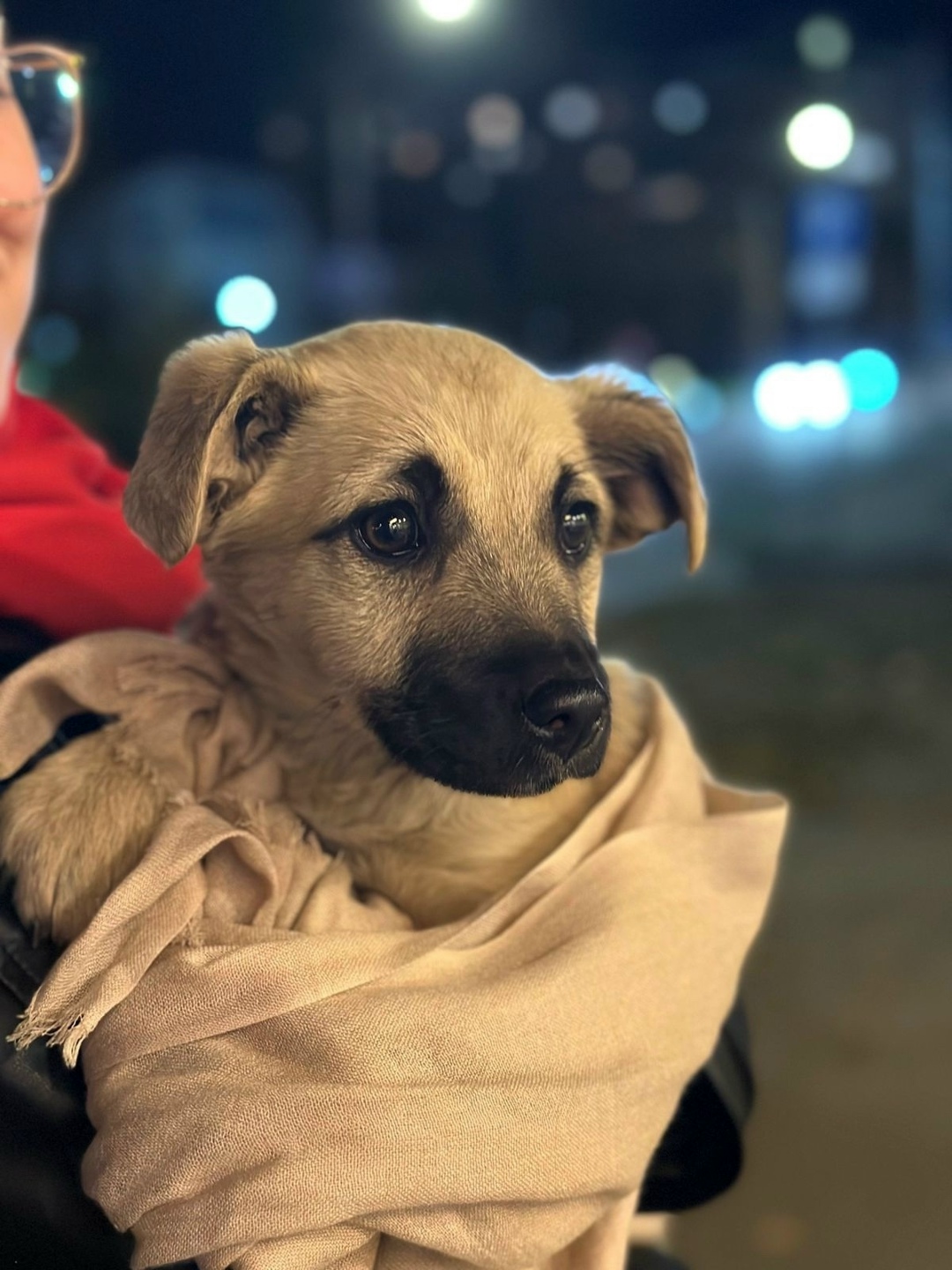 Найдена собака в Иванове — фото объявления