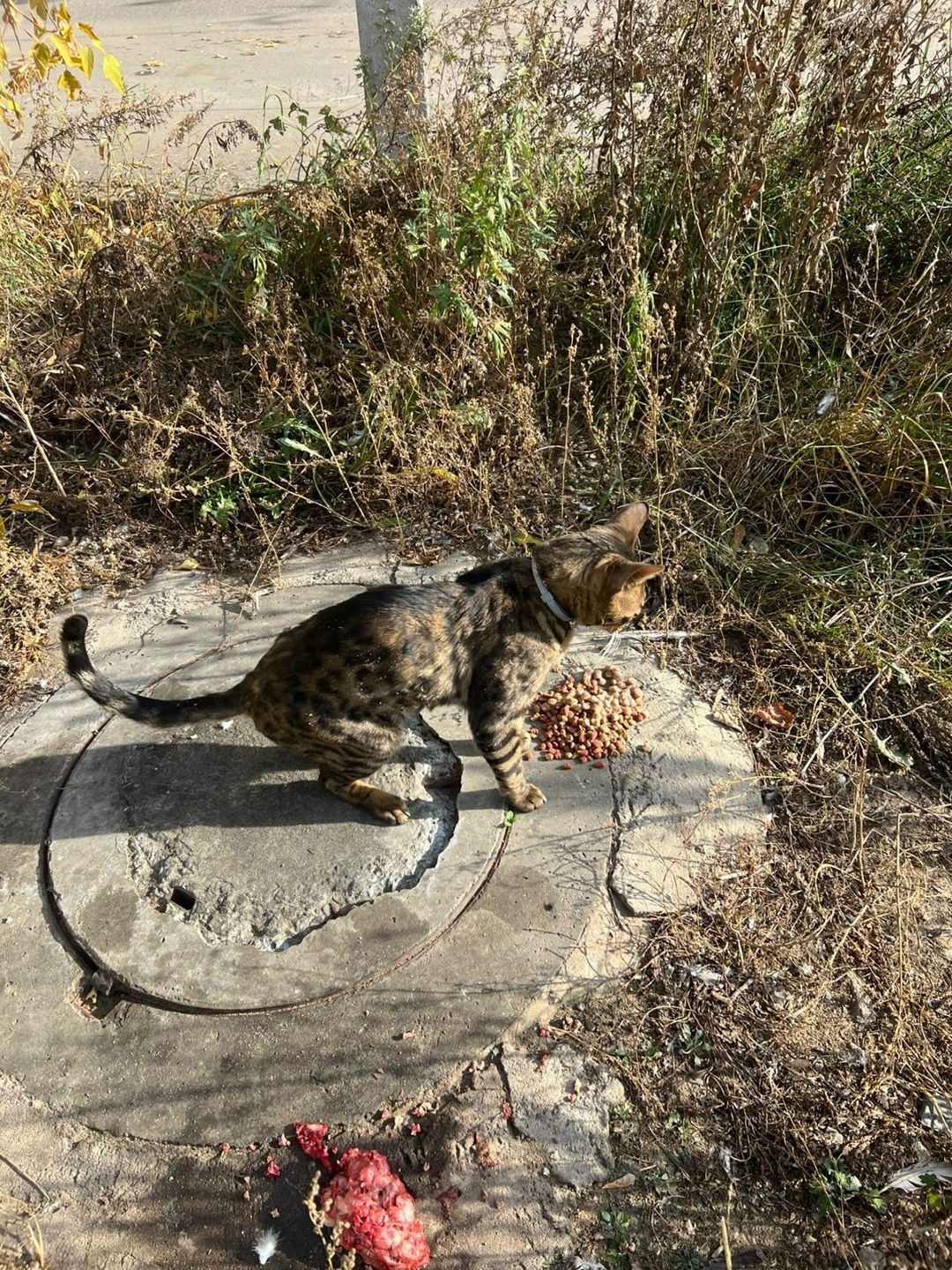 Найдена собака в Иванове — фото объявления
