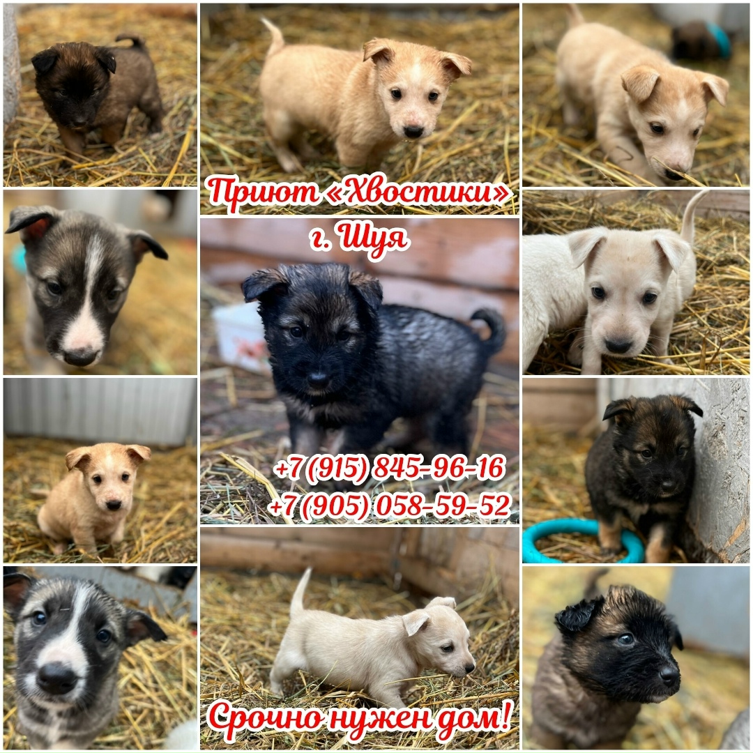 Найдена собака в Иванове — фото объявления