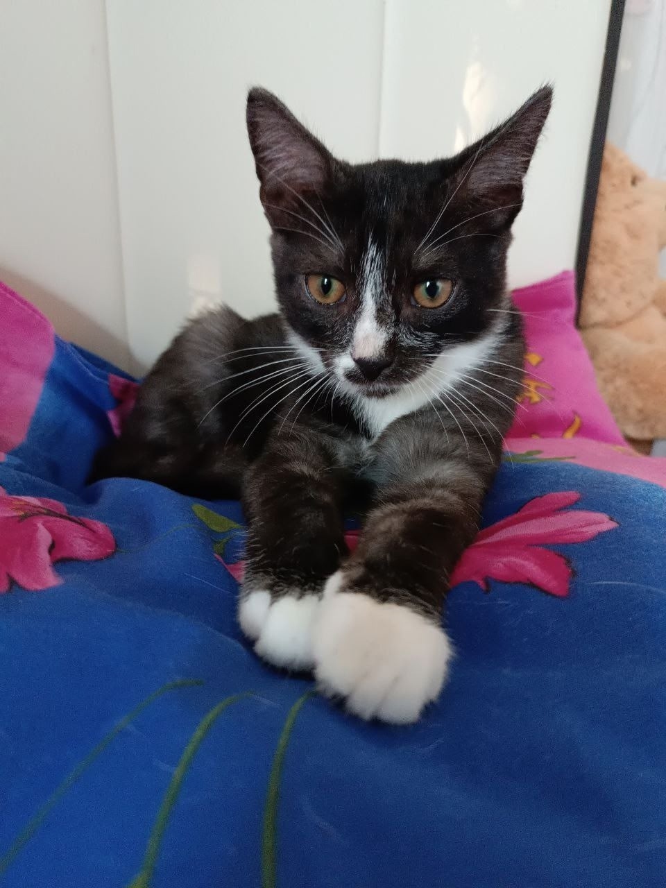 Найдена собака в Иванове — фото объявления