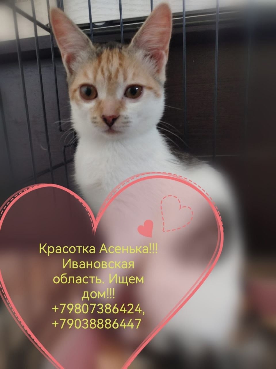 Найдена собака в Иванове — фото объявления