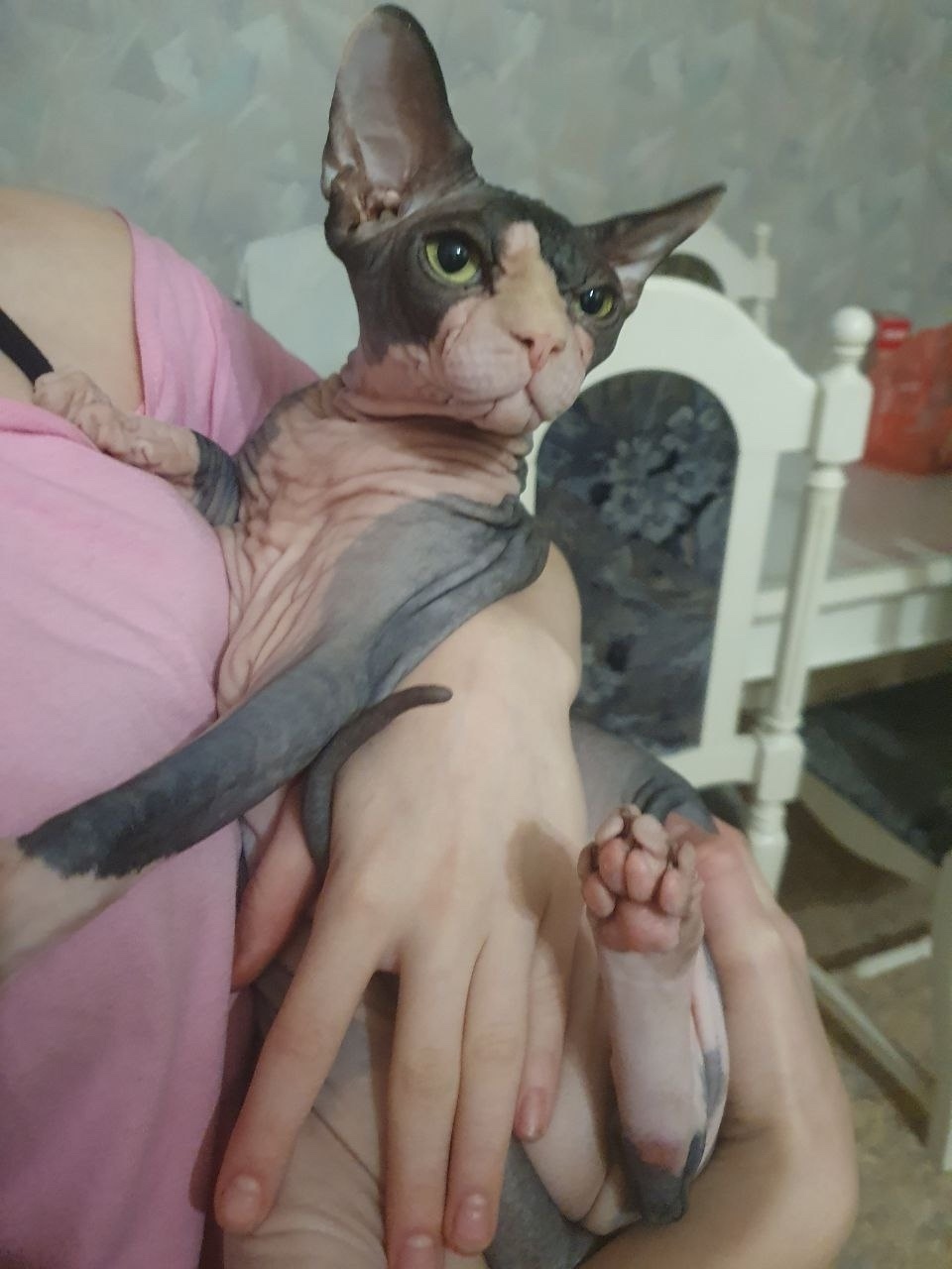 Найдена собака в Иванове — фото объявления