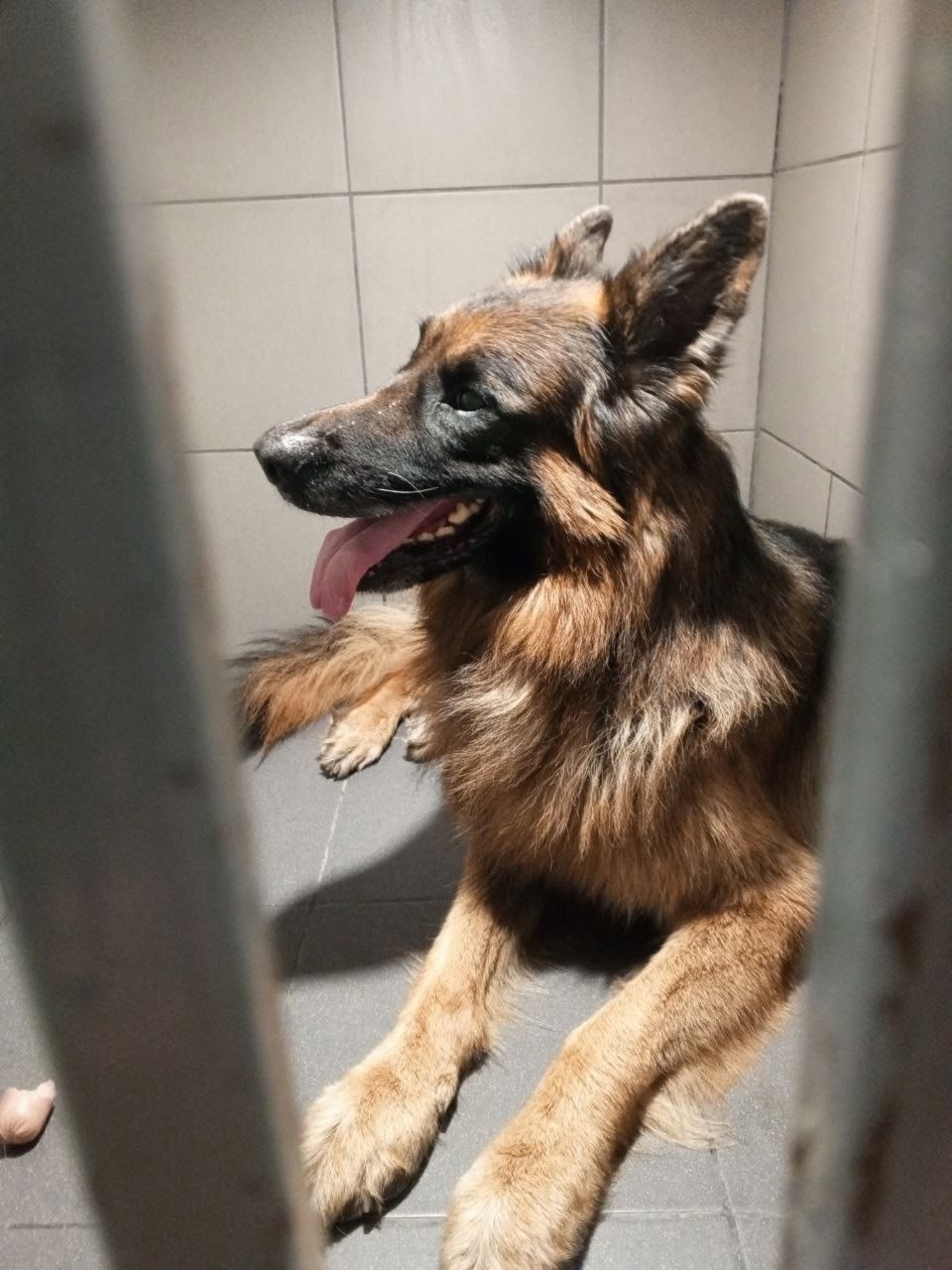 Найдена собака в Иванове — фото объявления