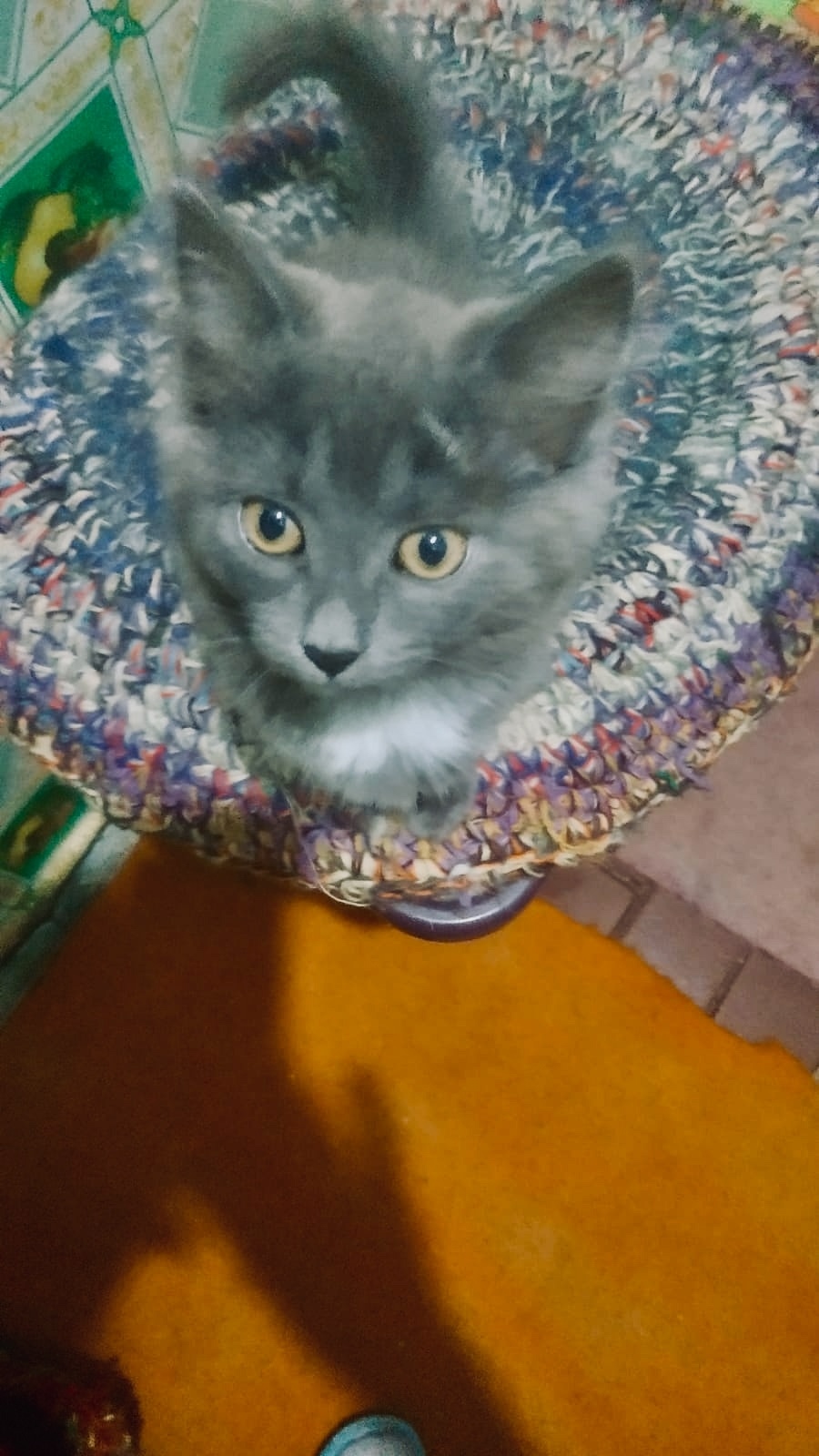 Найдена собака в Иванове — фото объявления