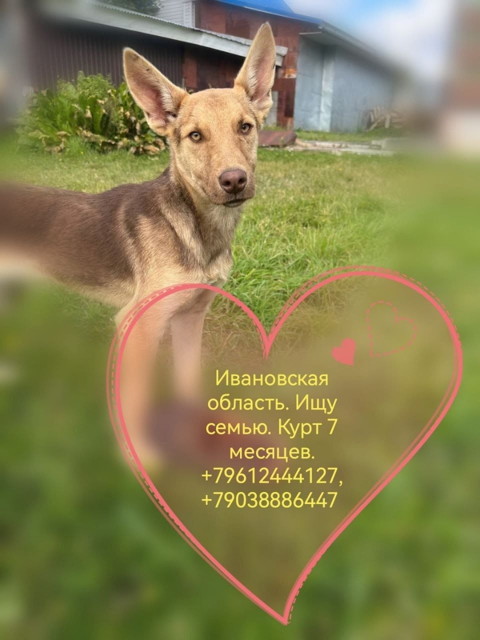 Найдена собака в Иванове — фото объявления