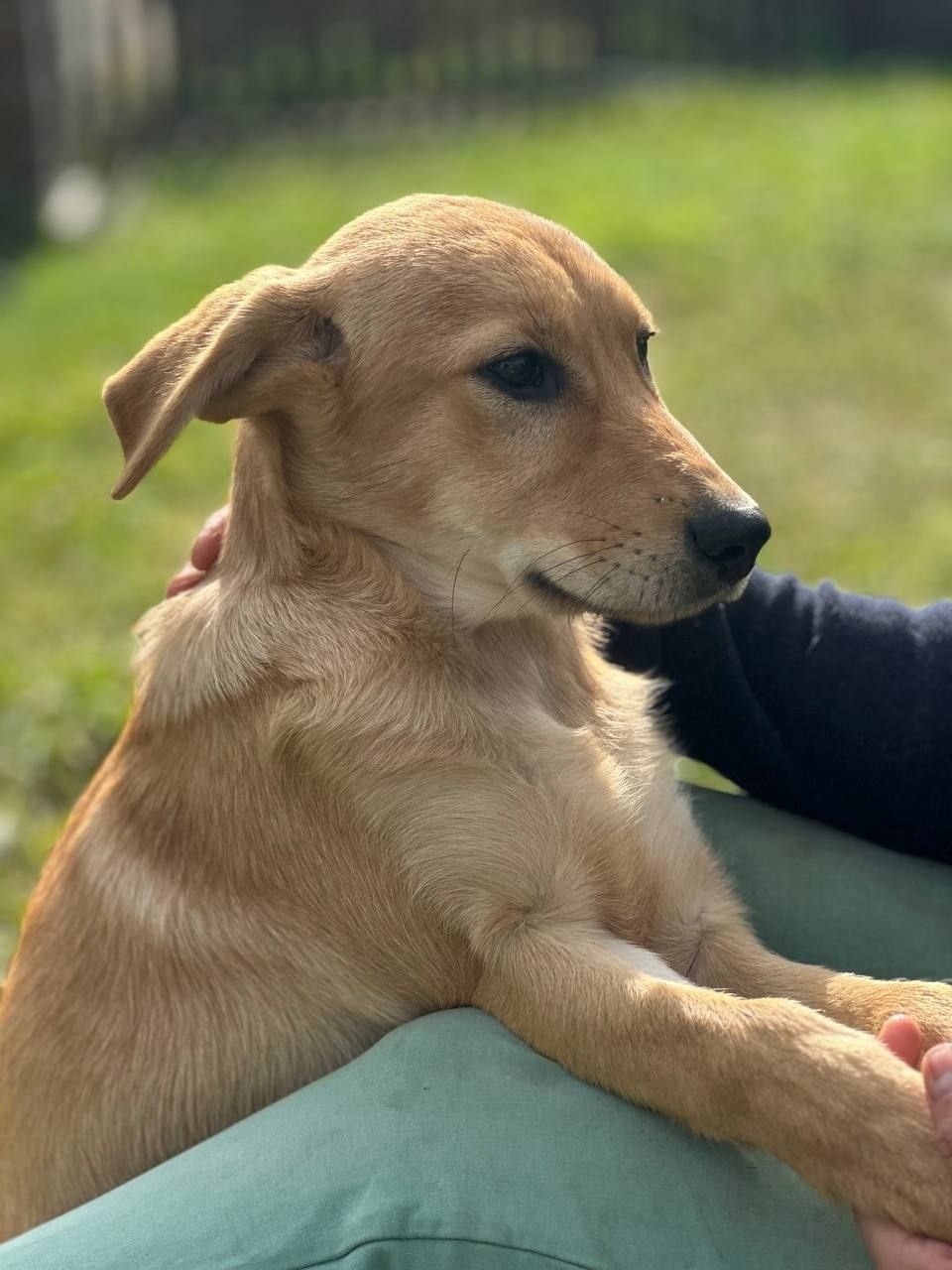 Найдена собака в Иванове — фото объявления