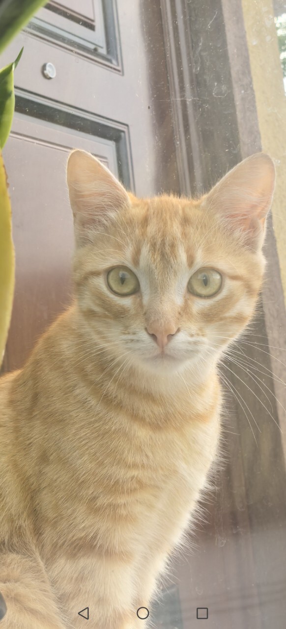 Найдена собака в Иванове — фото объявления