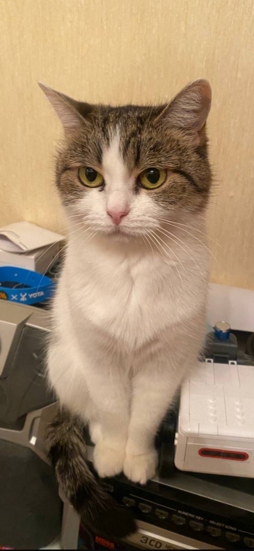 Найдена собака в Иванове — фото объявления