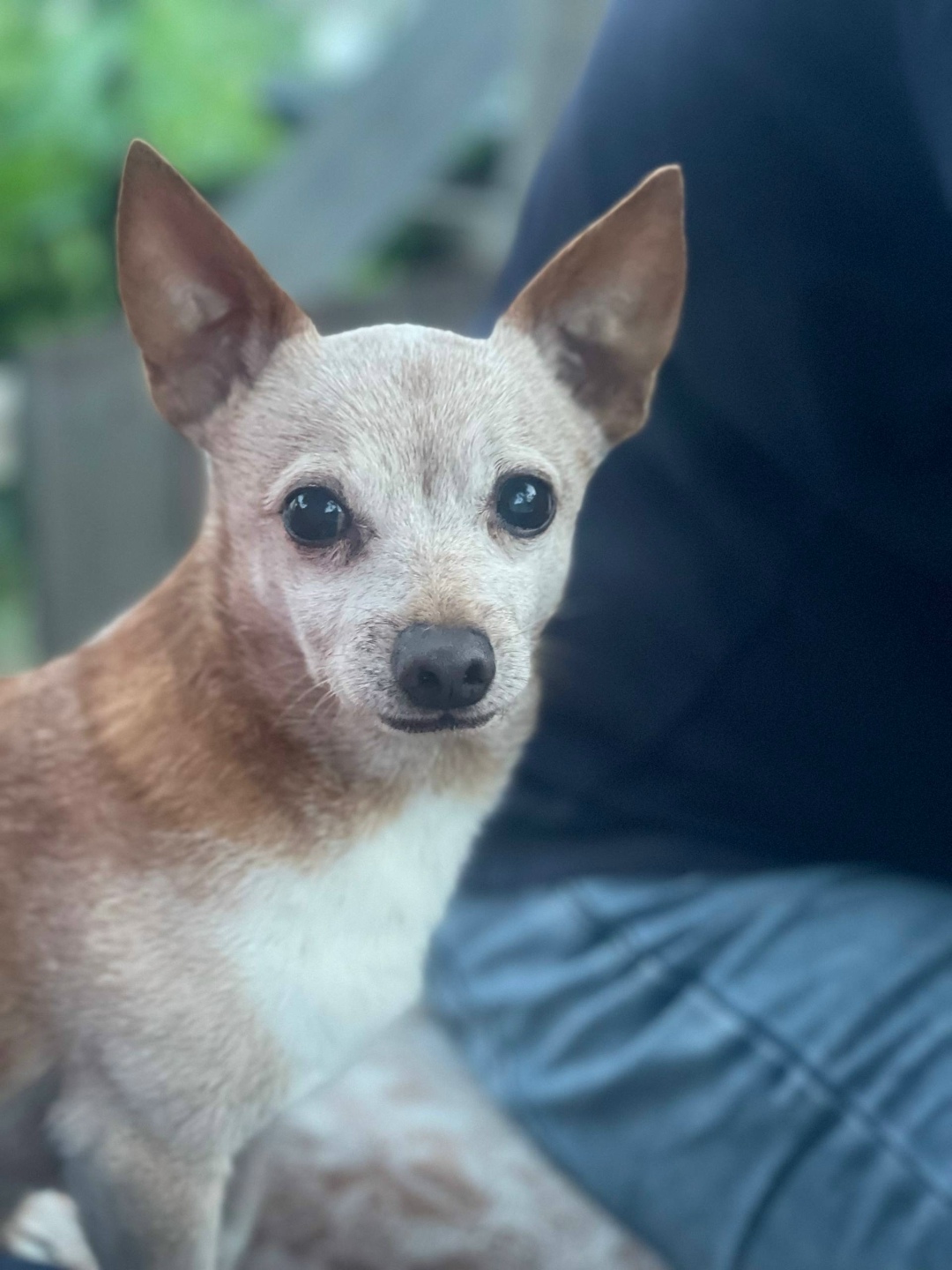 Найдена собака в Иванове — фото объявления