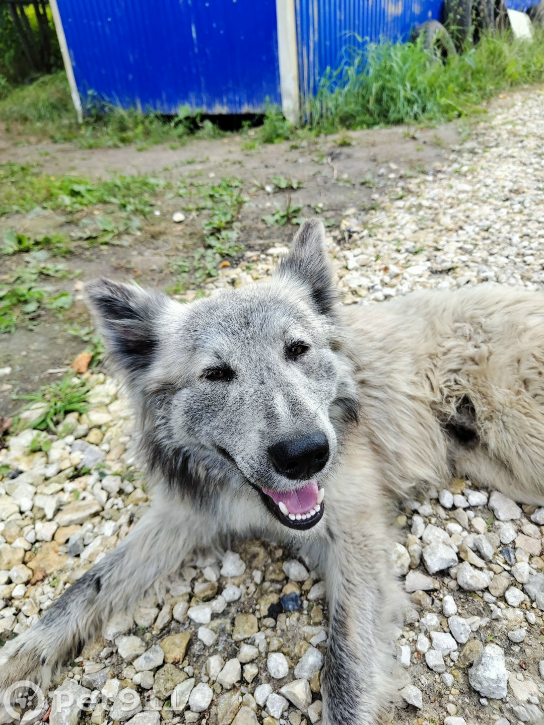 Найдена собака в Владимире — фото объявления