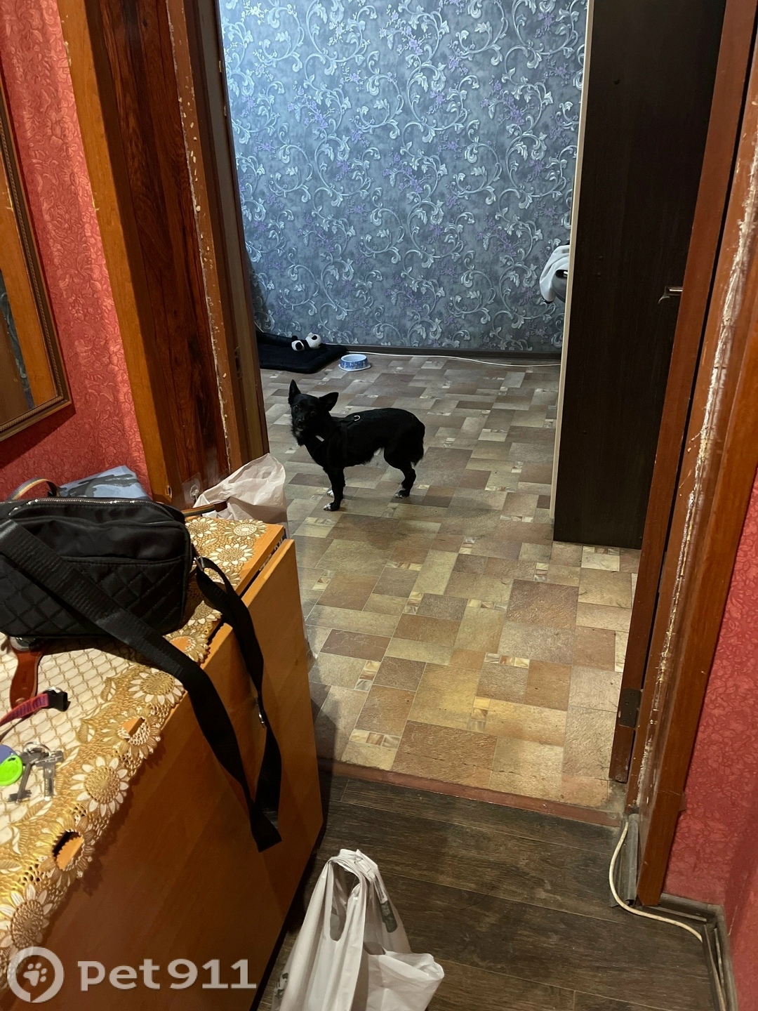 Пропала собака в Владимире — фото объявления