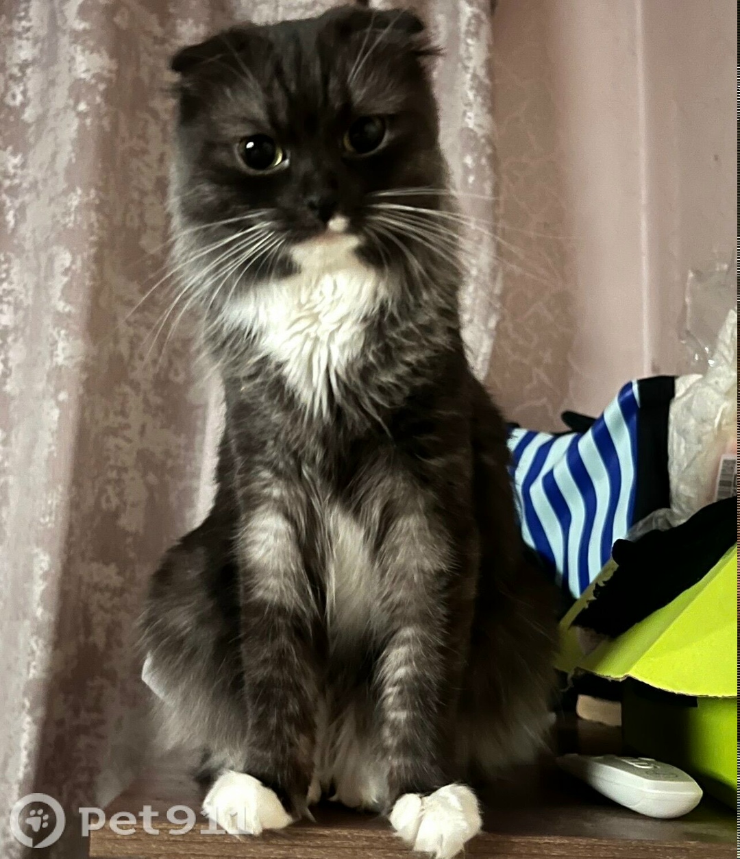 Пропала кошка в Владимире — фото объявления