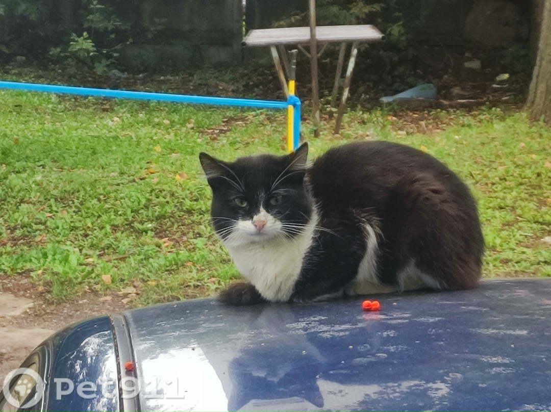 Найдена кошка в Владимире — фото объявления