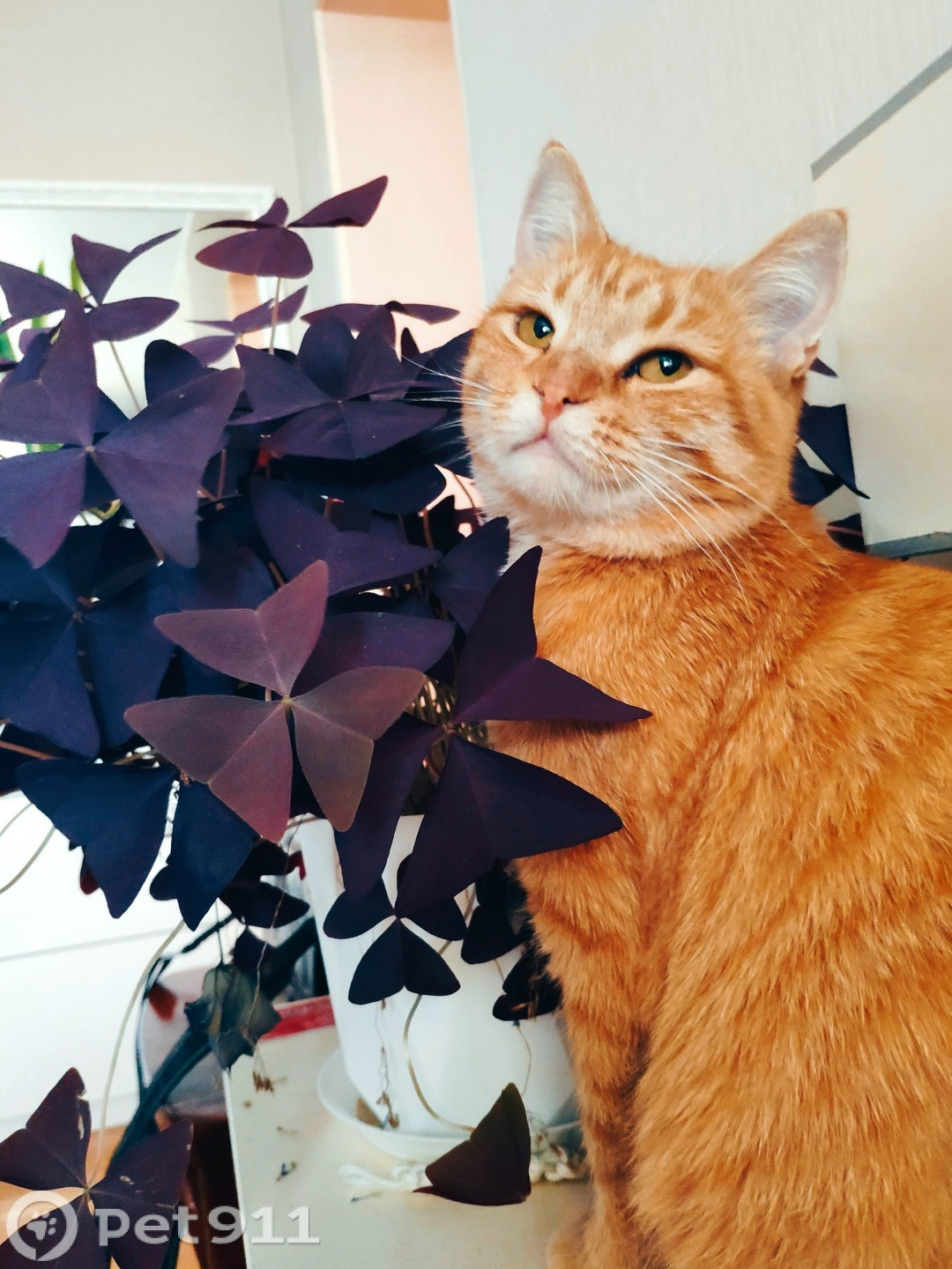 Пропала кошка в Владимире — фото объявления